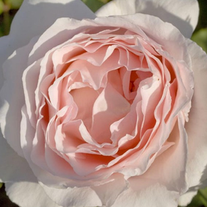Vrtnica intenzivnega vonja - Roza - Andre Le Notre ® - 